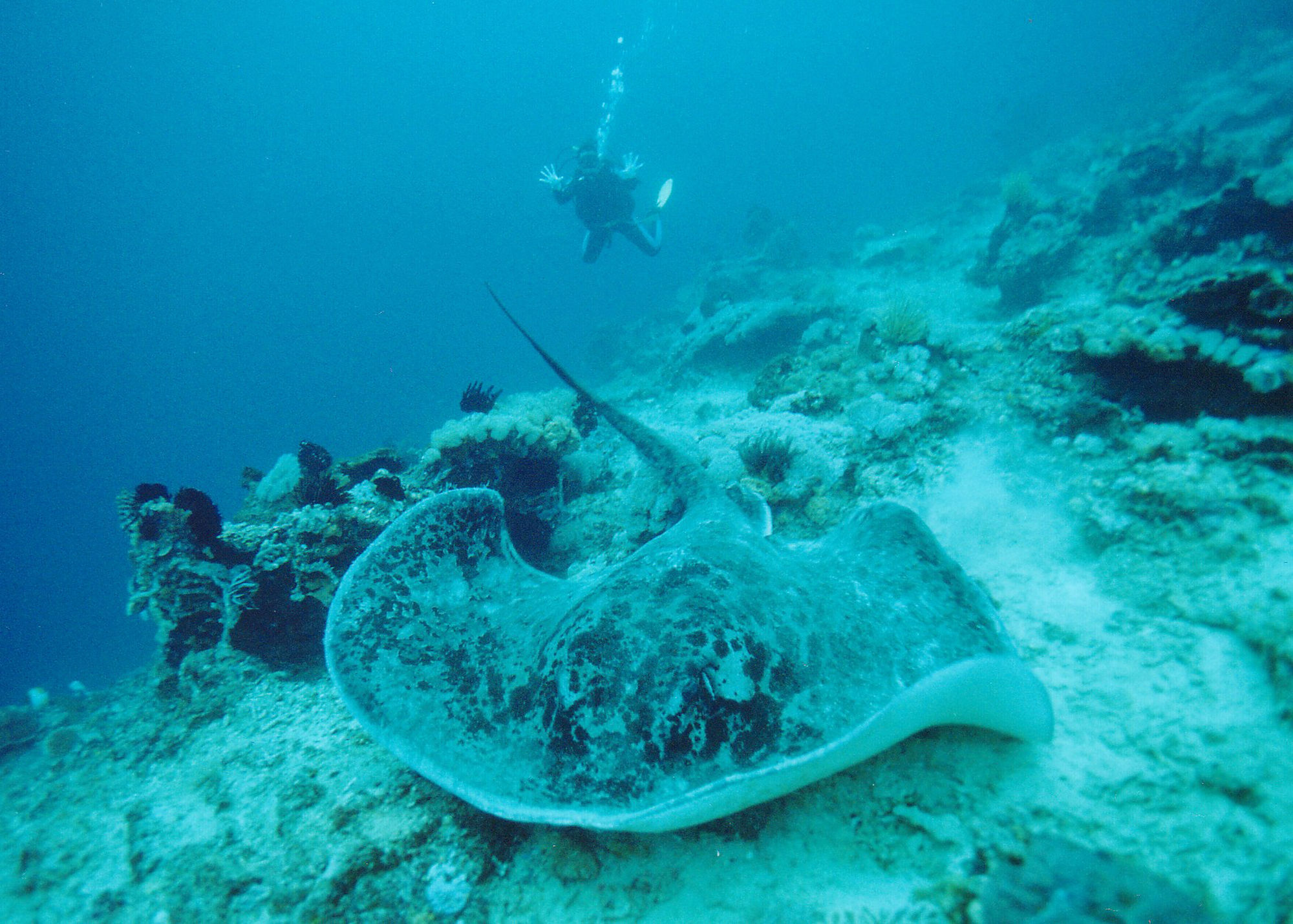 Pondok Jenggala Lembongan Dış mekan fotoğraf